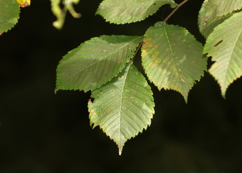 Bergulme (Ulmus glabra) - © Emanuel Trummer